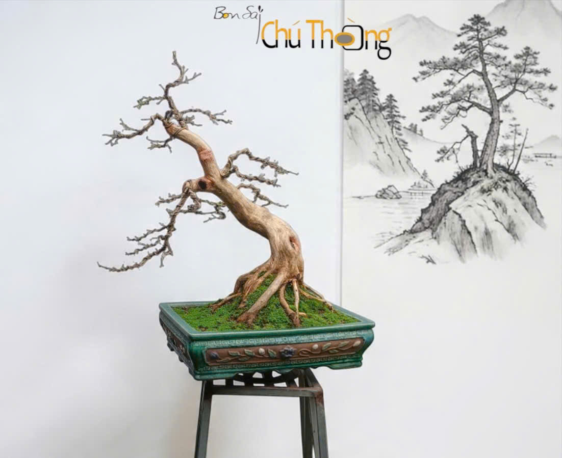 Nguyệt Quế Bonsai