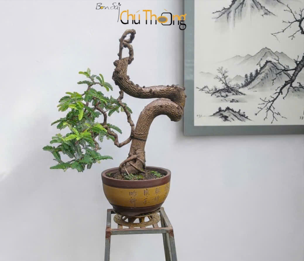 Me Bonsai