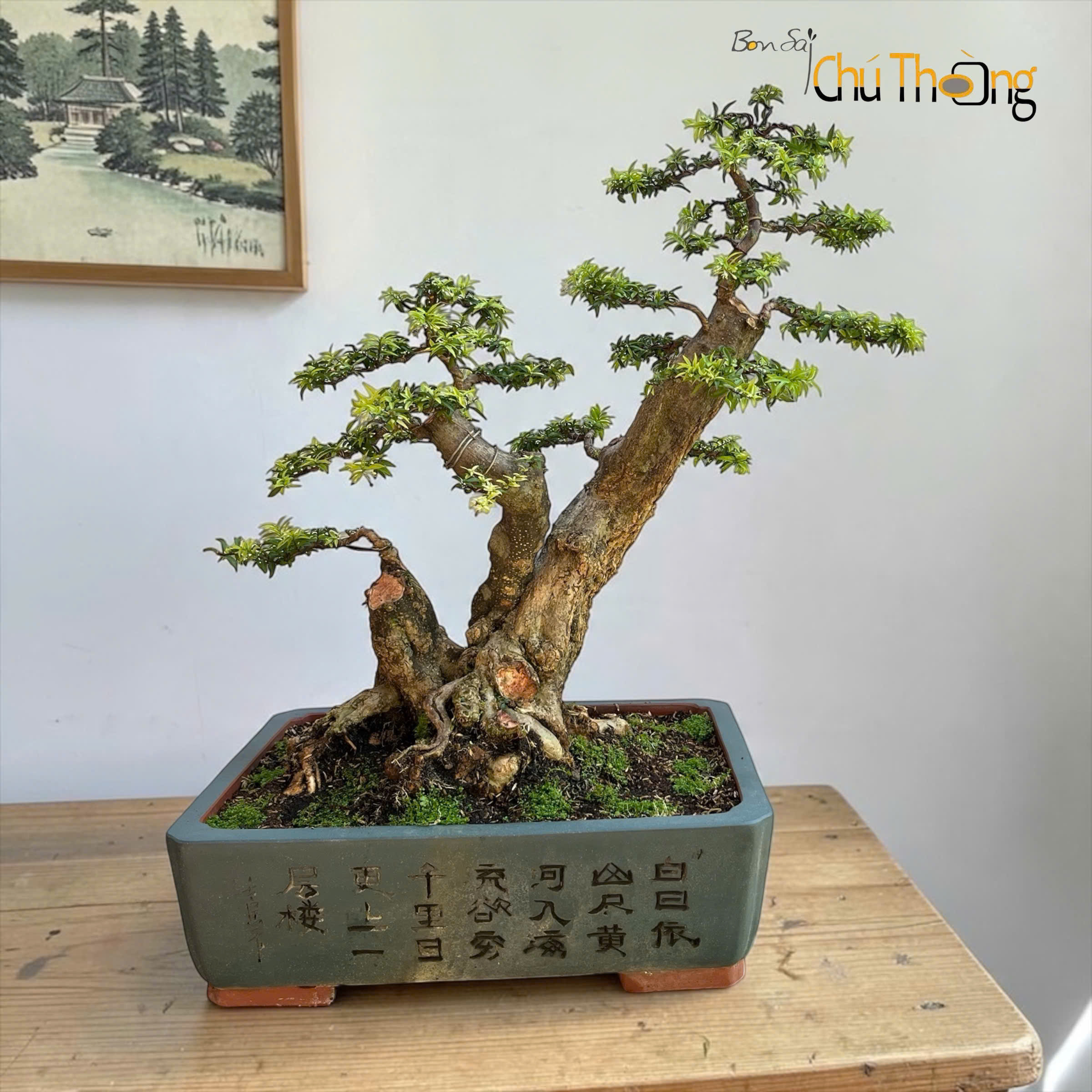 Mai Chiếu Thủy Kim Giòn