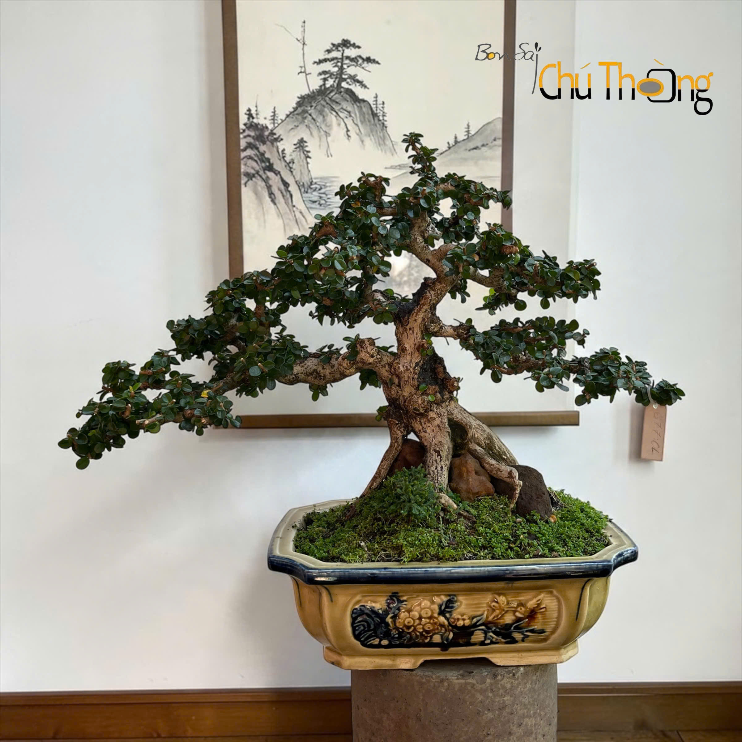 Sam Núi Trái Bonsai