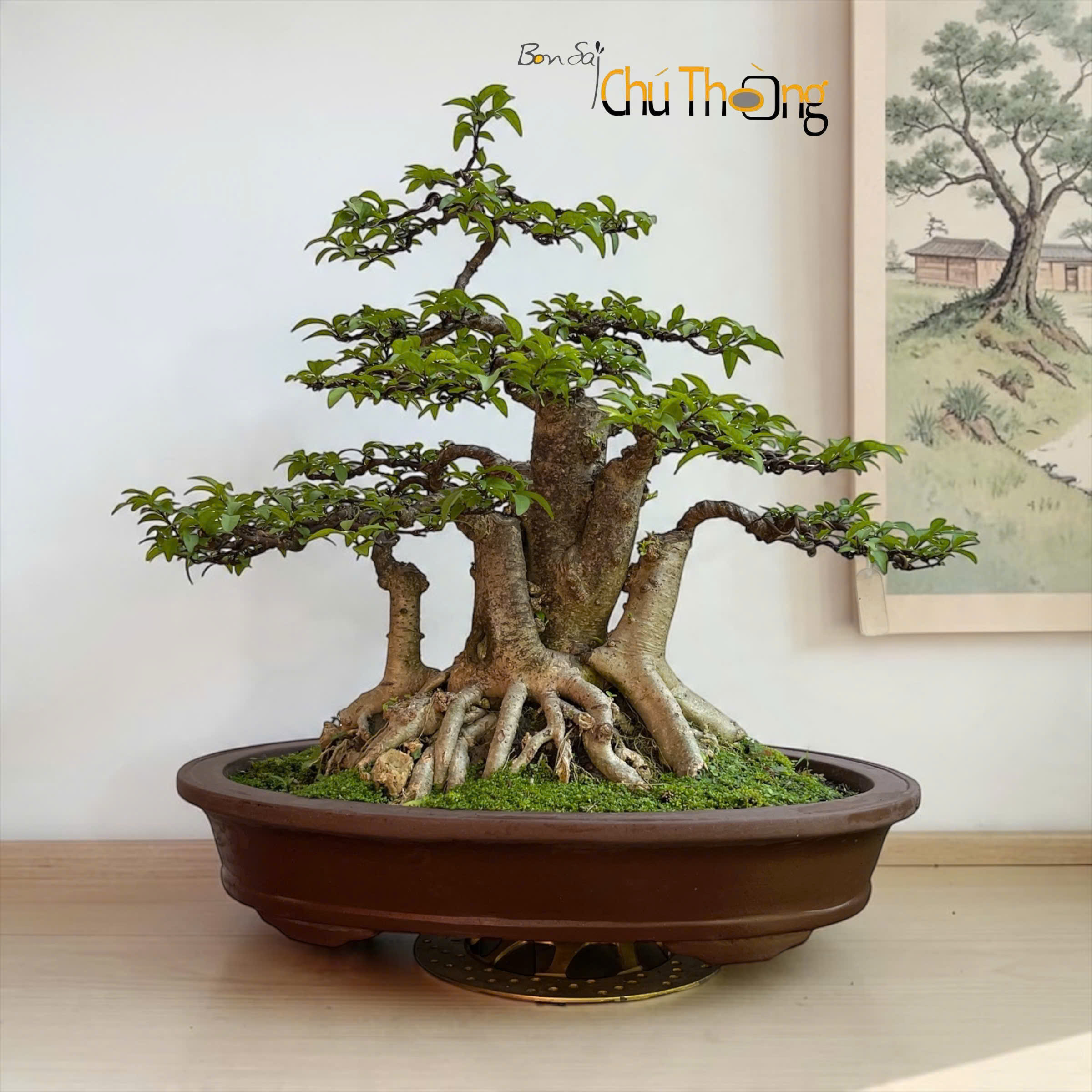 Mai chiếu thủy Bonsai