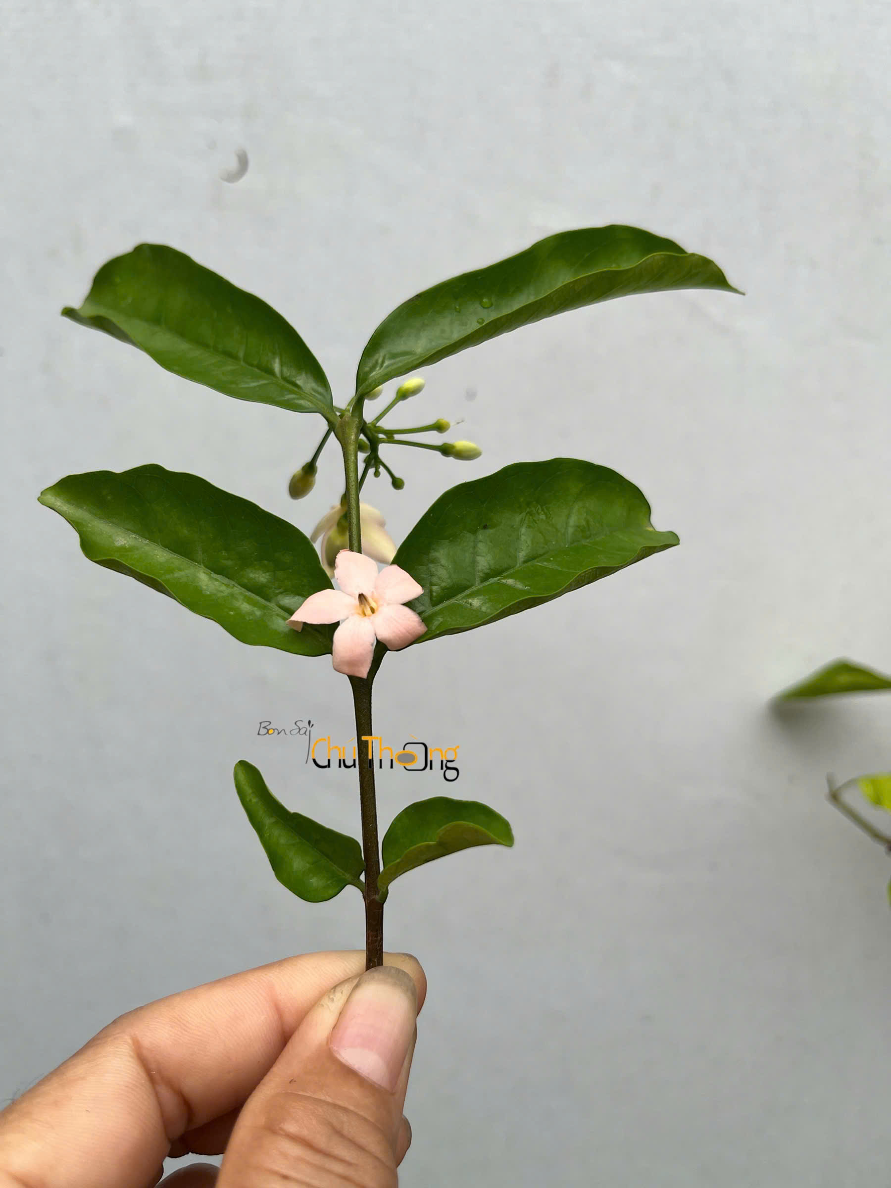Mai Chiếu Thủy Hoa Màu Hồng