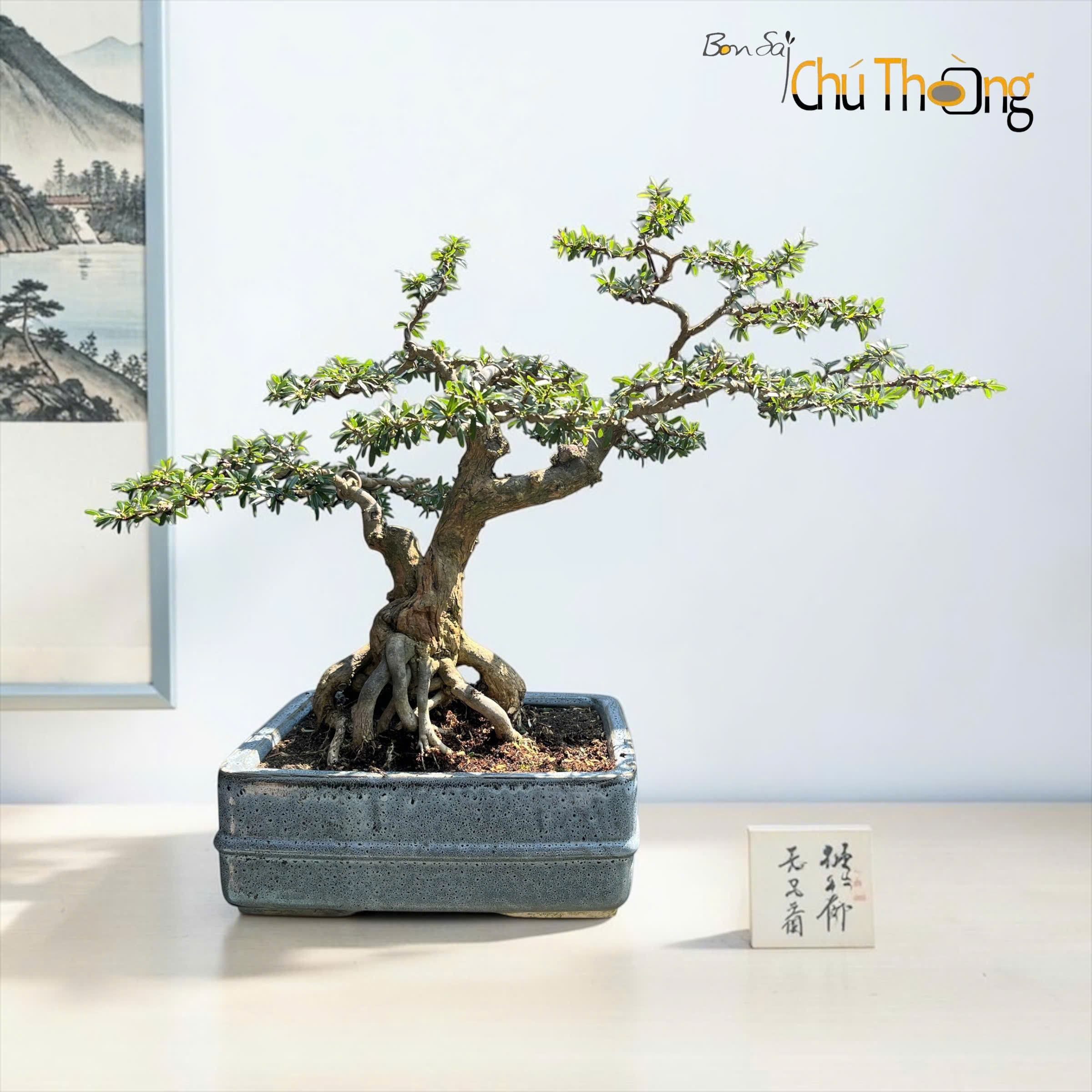 Linh Sam Bonsai