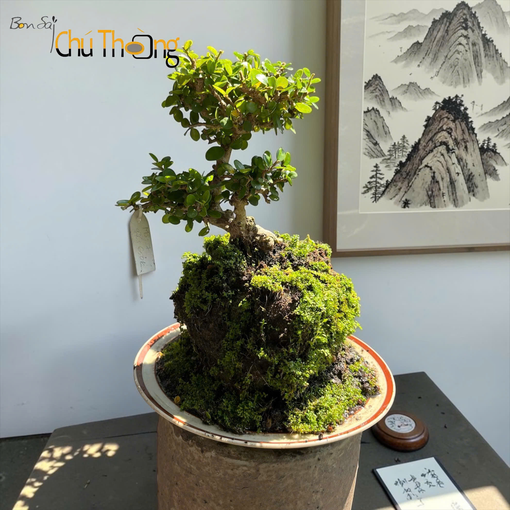 Sam Núi Bonsai