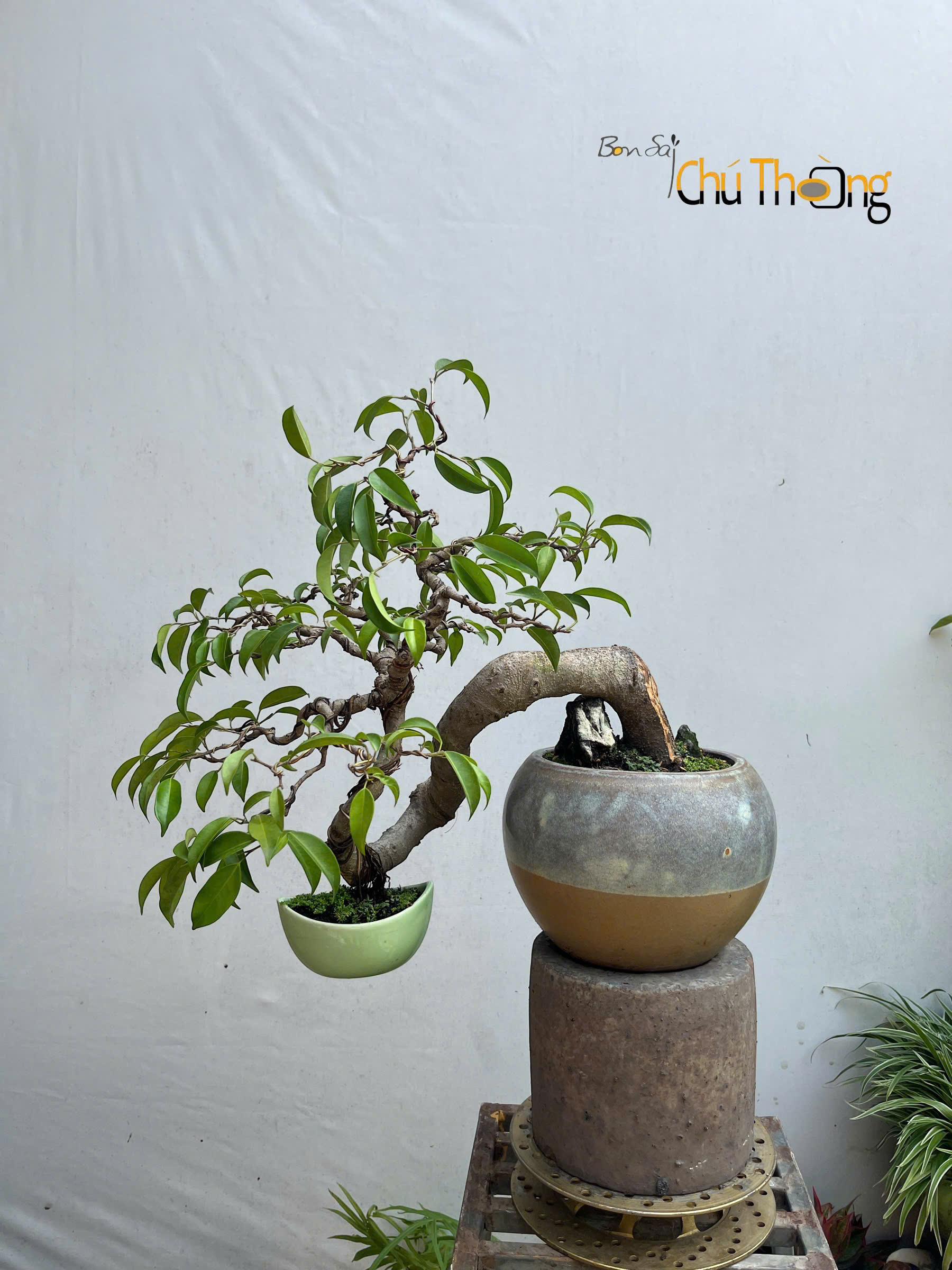 Sanh Bonsai