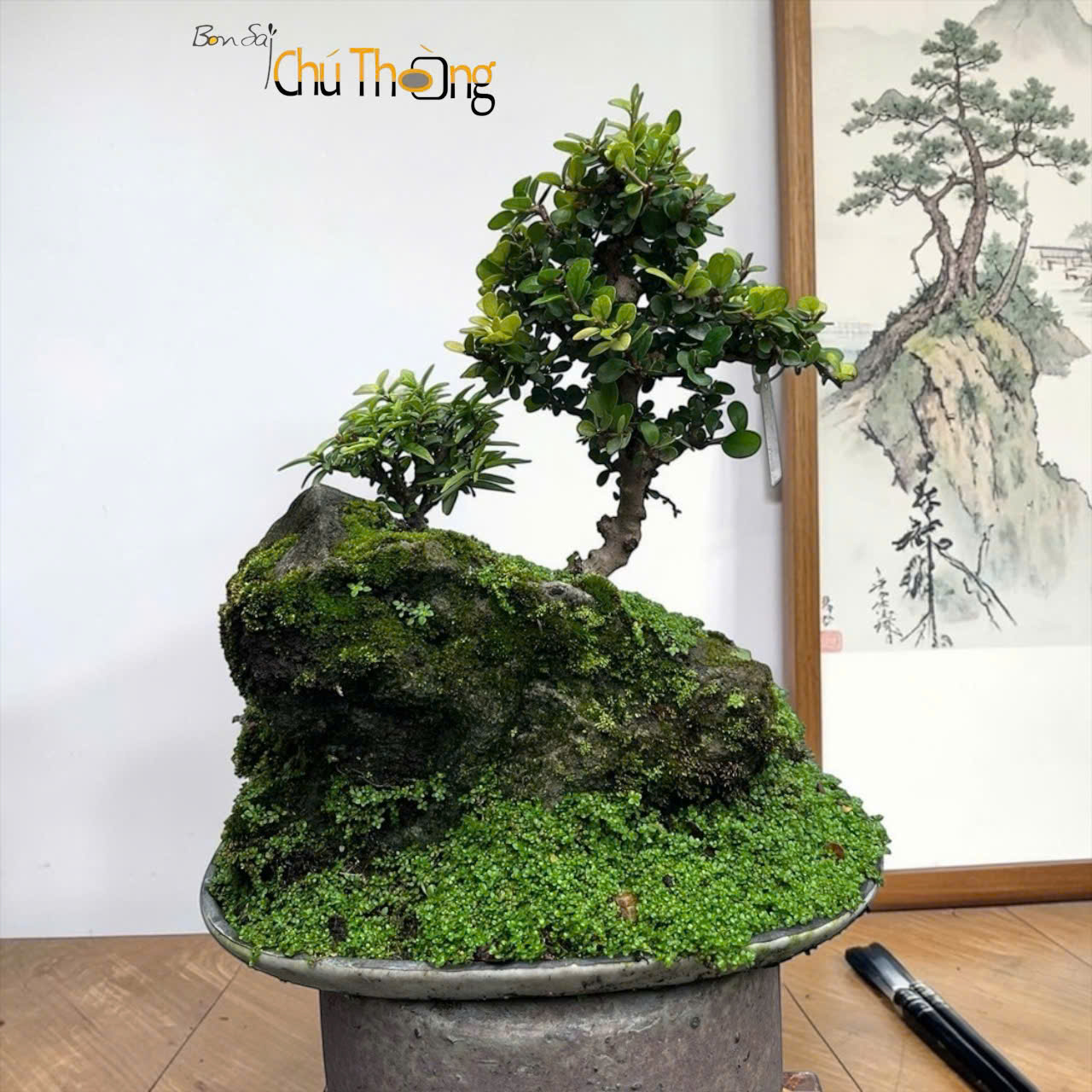 Tiểu cảnh sam núi trái