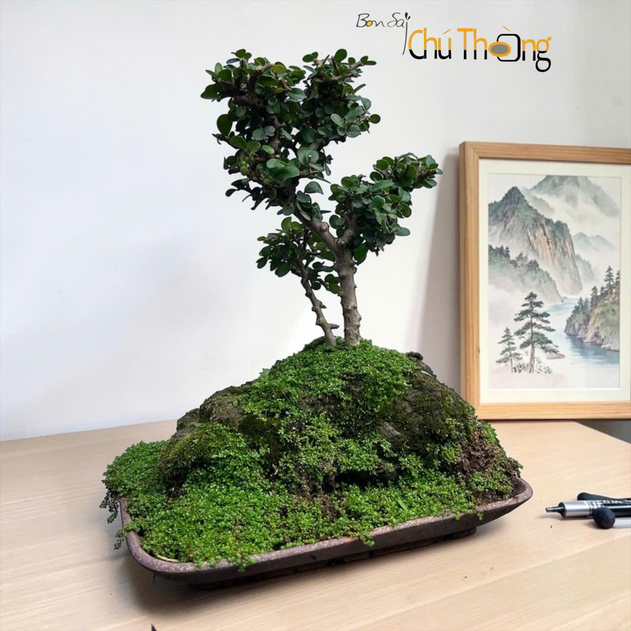 Tiểu cảnh sam núi trái