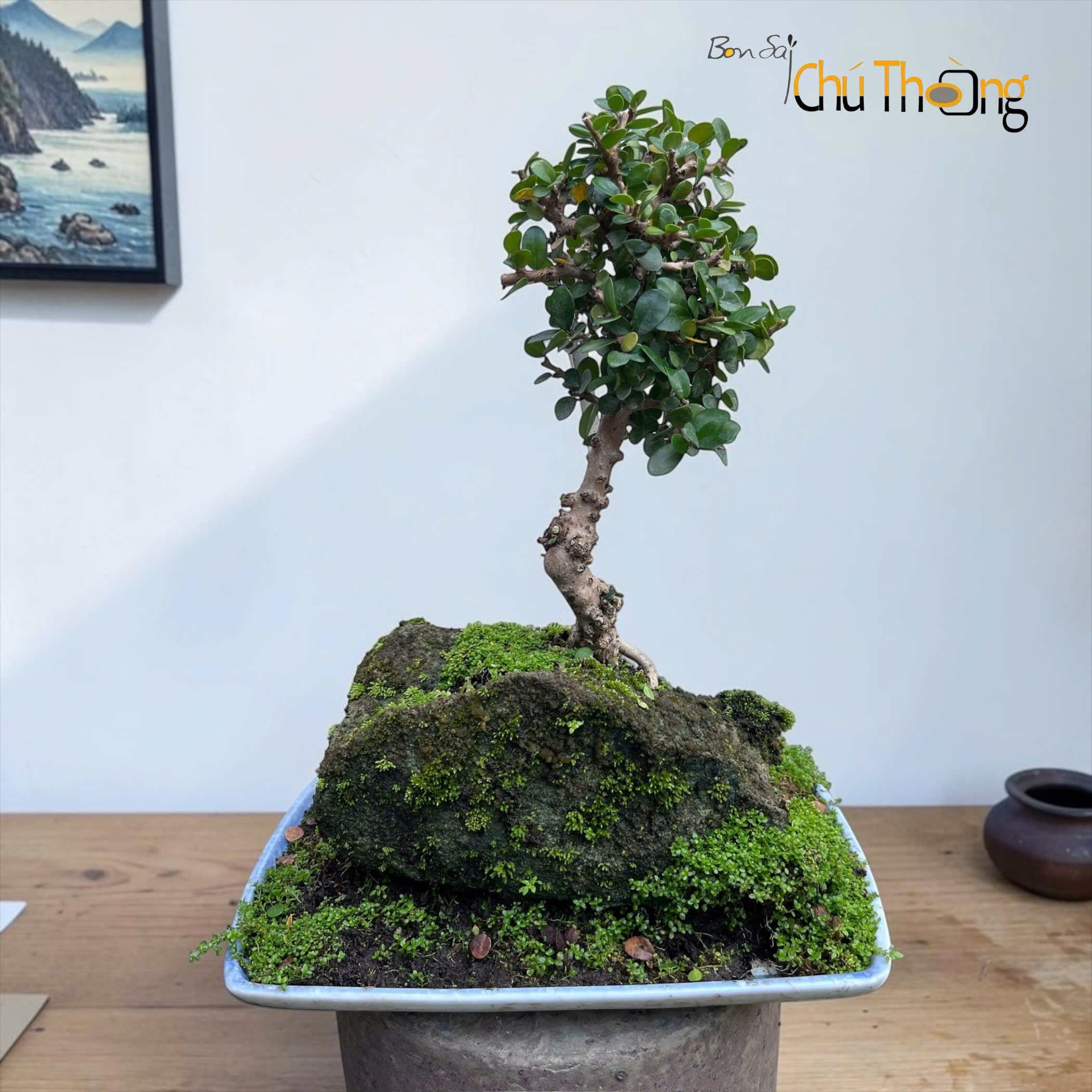Sam Núi Bonsai