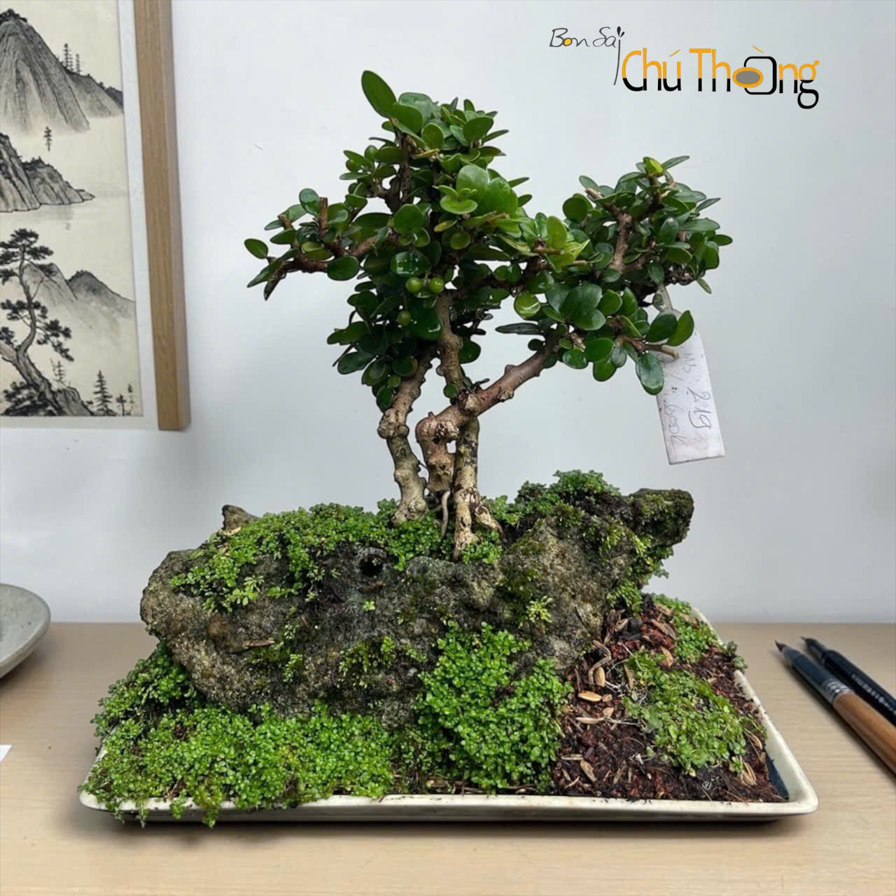Sam Núi Bonsai
