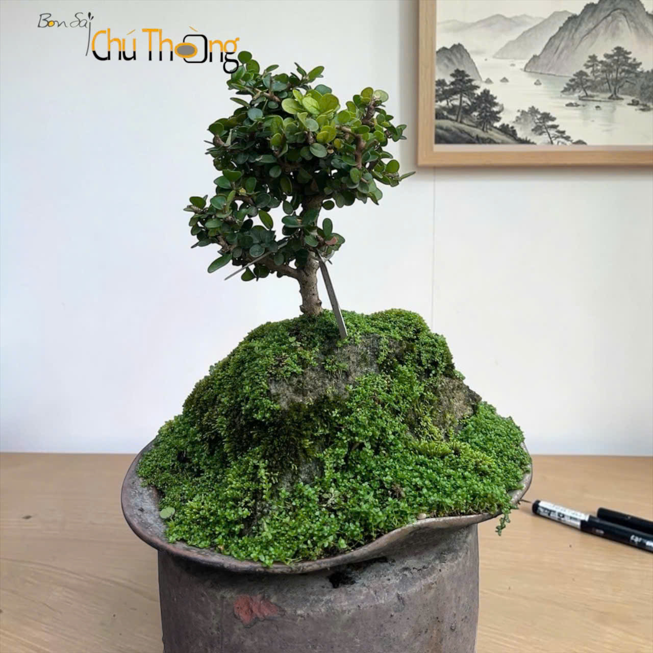 Sam Núi Bonsai