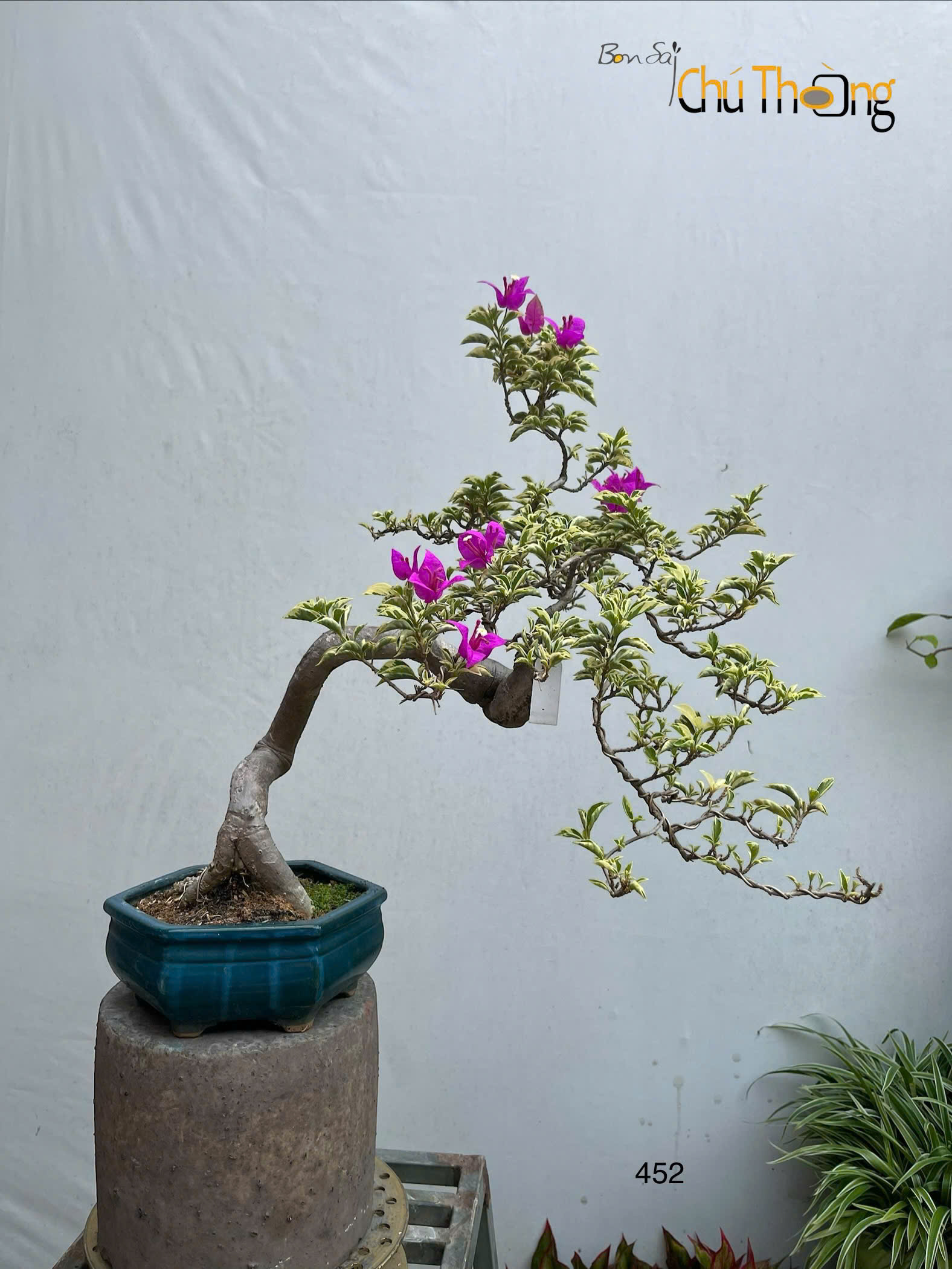 Hoa giấy lá cẩm Thạch Bonsai