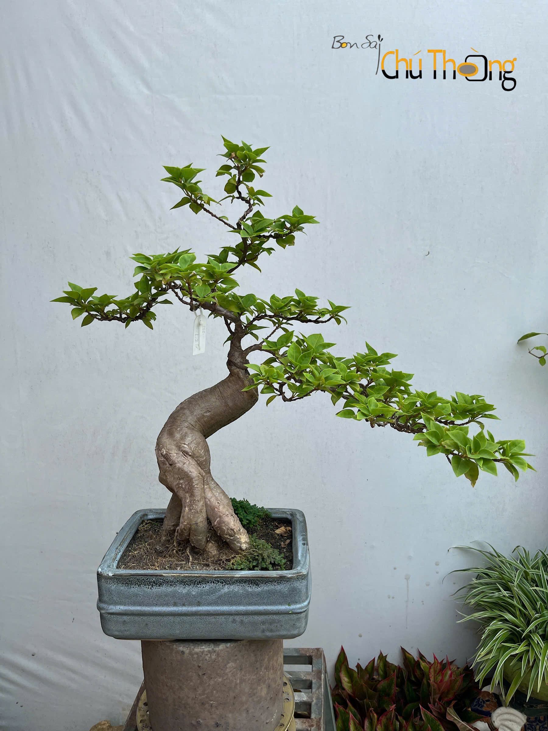Hoa giấy Mỹ Bonsai