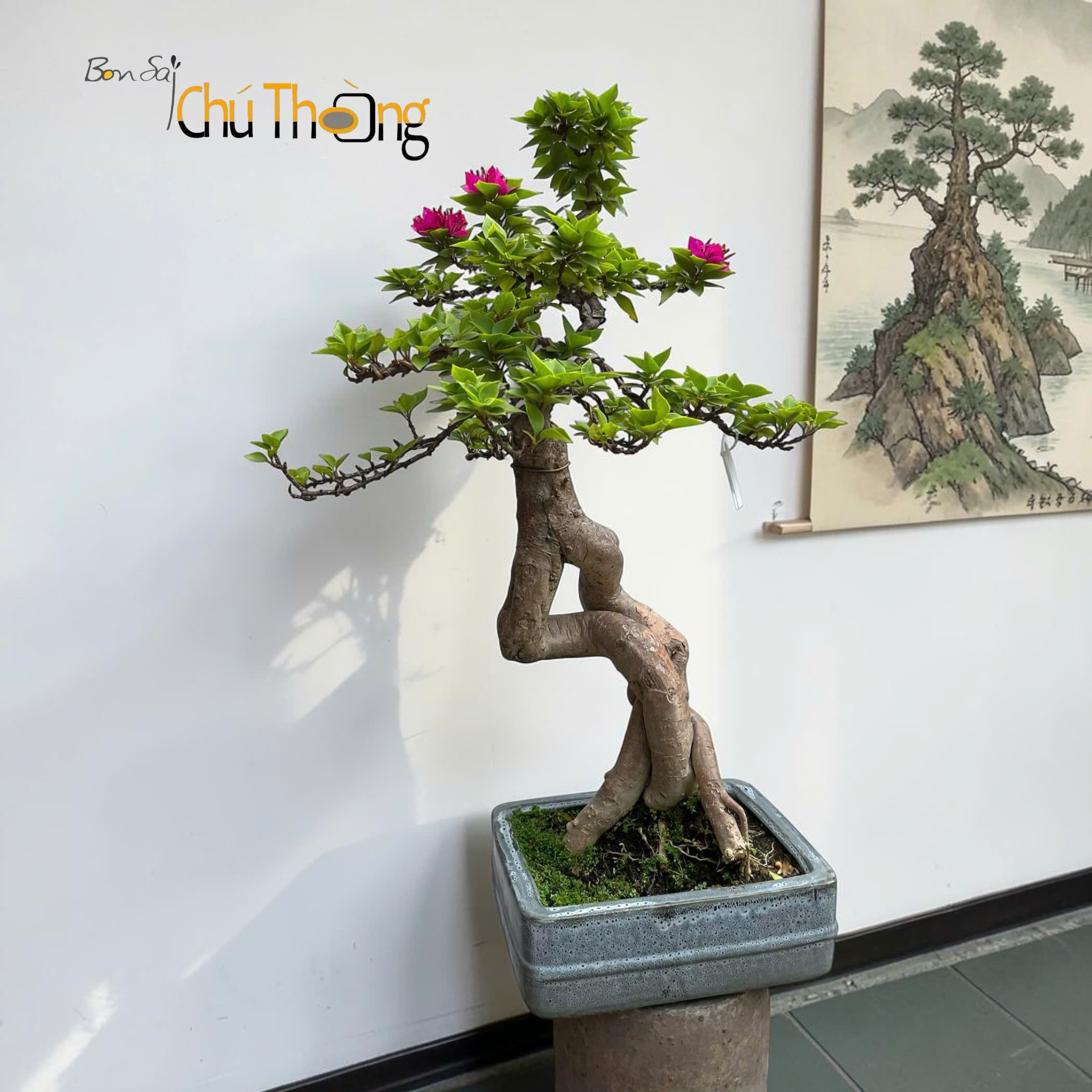 Hoa giấy Mỹ Bonsai