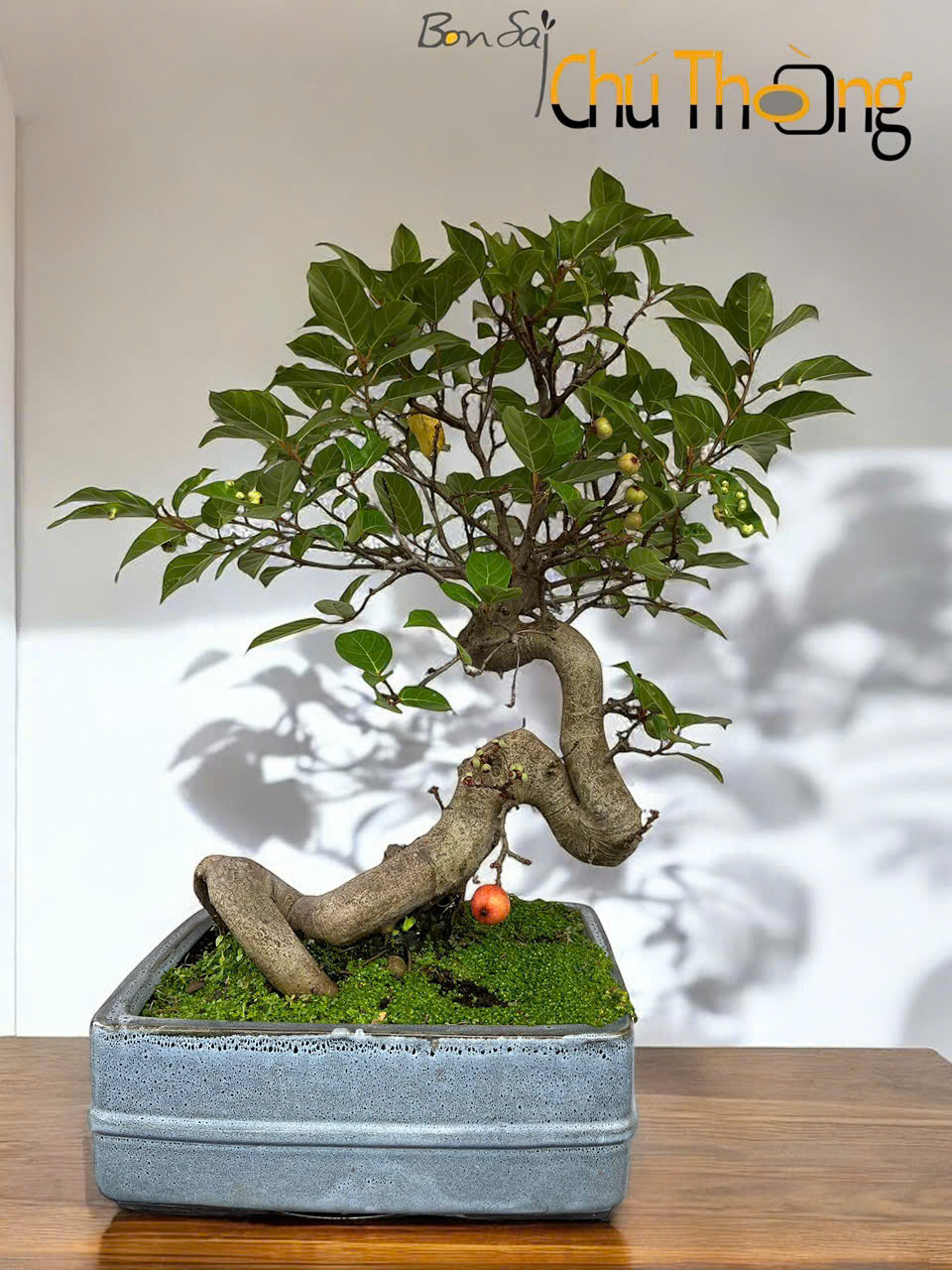 Cây Sung Bonsai hợp Mệnh Mộc và mệnh Hỏa