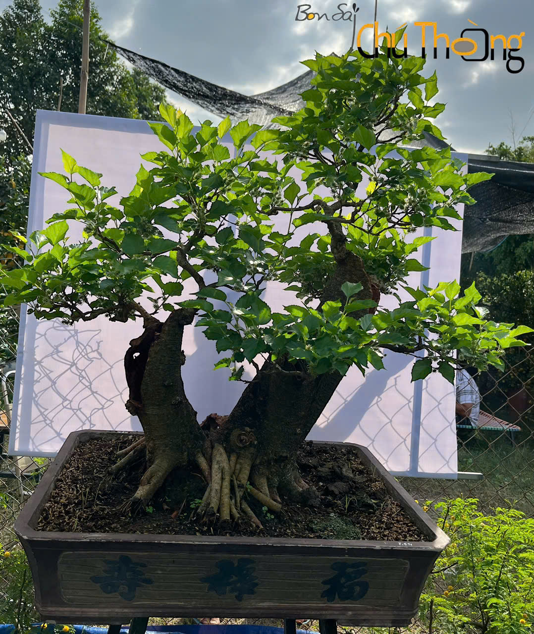 Dâu Tằm  Bonsai