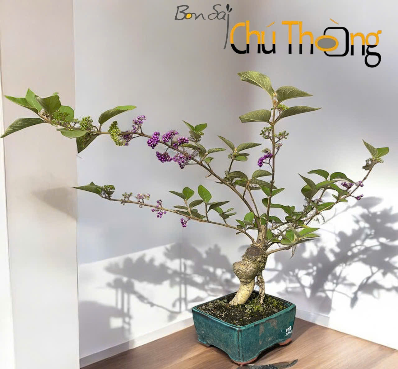 Cây Ngọc Long Châu Bonsai