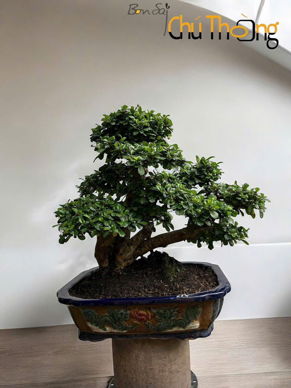 Cây Trà Phúc Kiến Hợp mệnh Kim