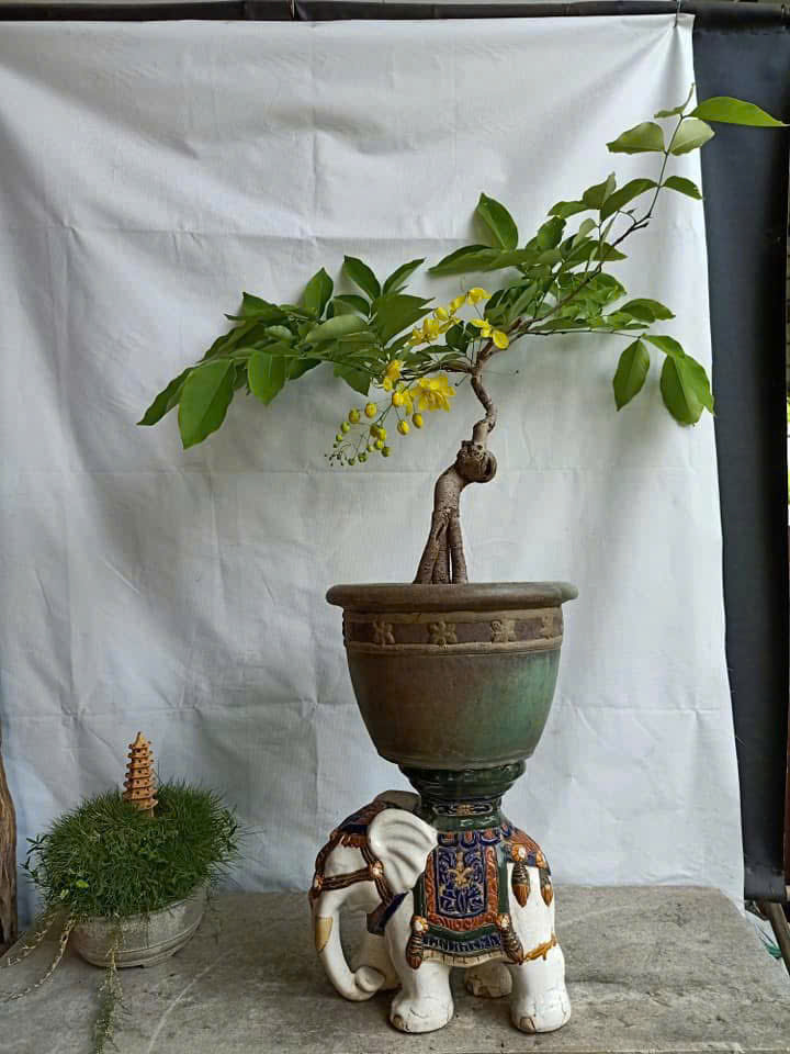 Đặc Tính Osaka Bonsai