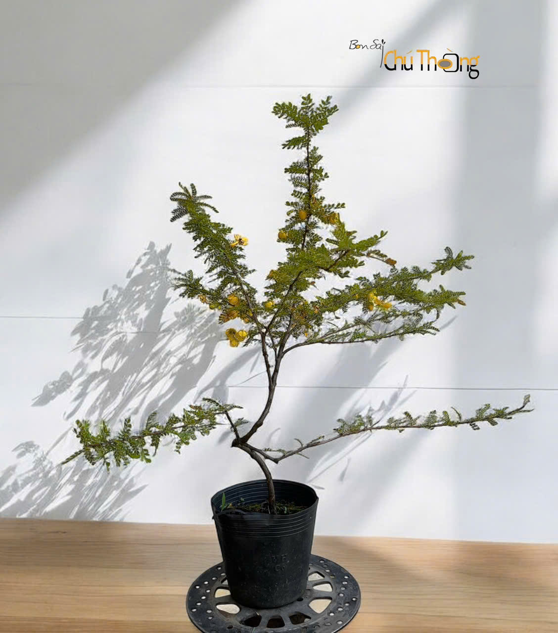 Đặc tính của cây Liễu Mai