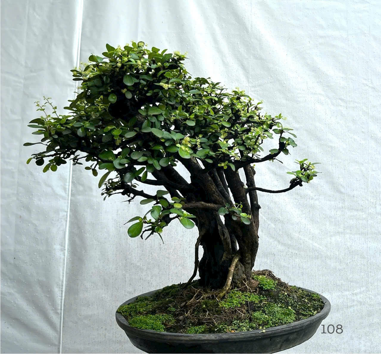 Cây Kim Tiền hợp Mệnh Mộc và Mệnh Hỏa.