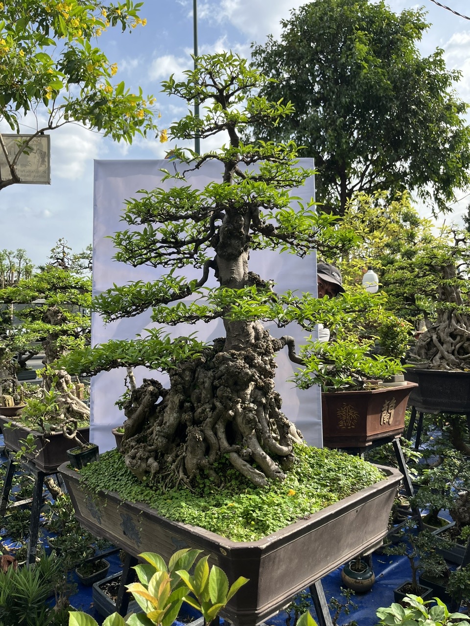 Mai chiếu Thủy hợp Mệnh Thủy và Mệnh Mộc