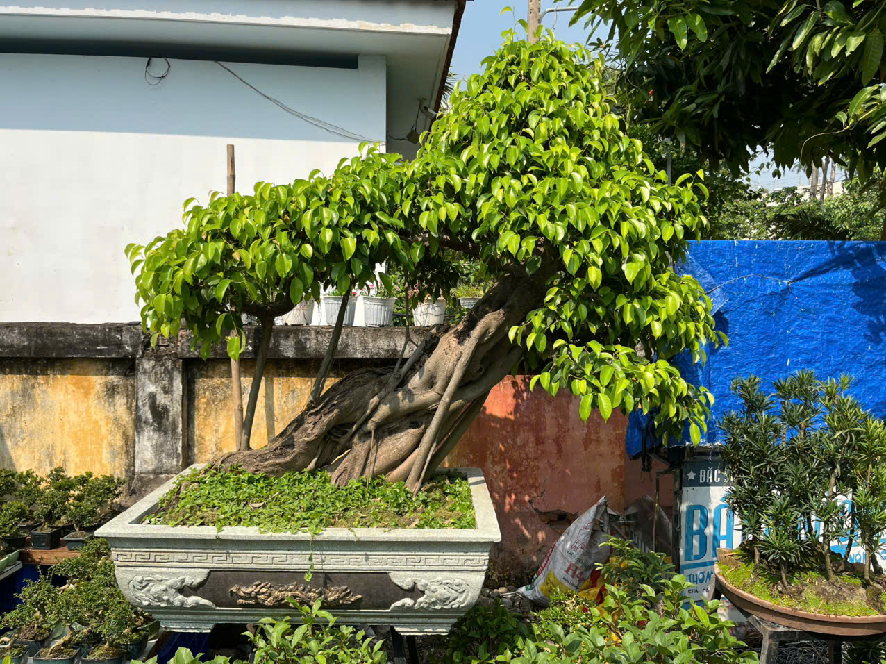 Sanh ,Si, Đa, Gừa hợp Mệnh Mộc