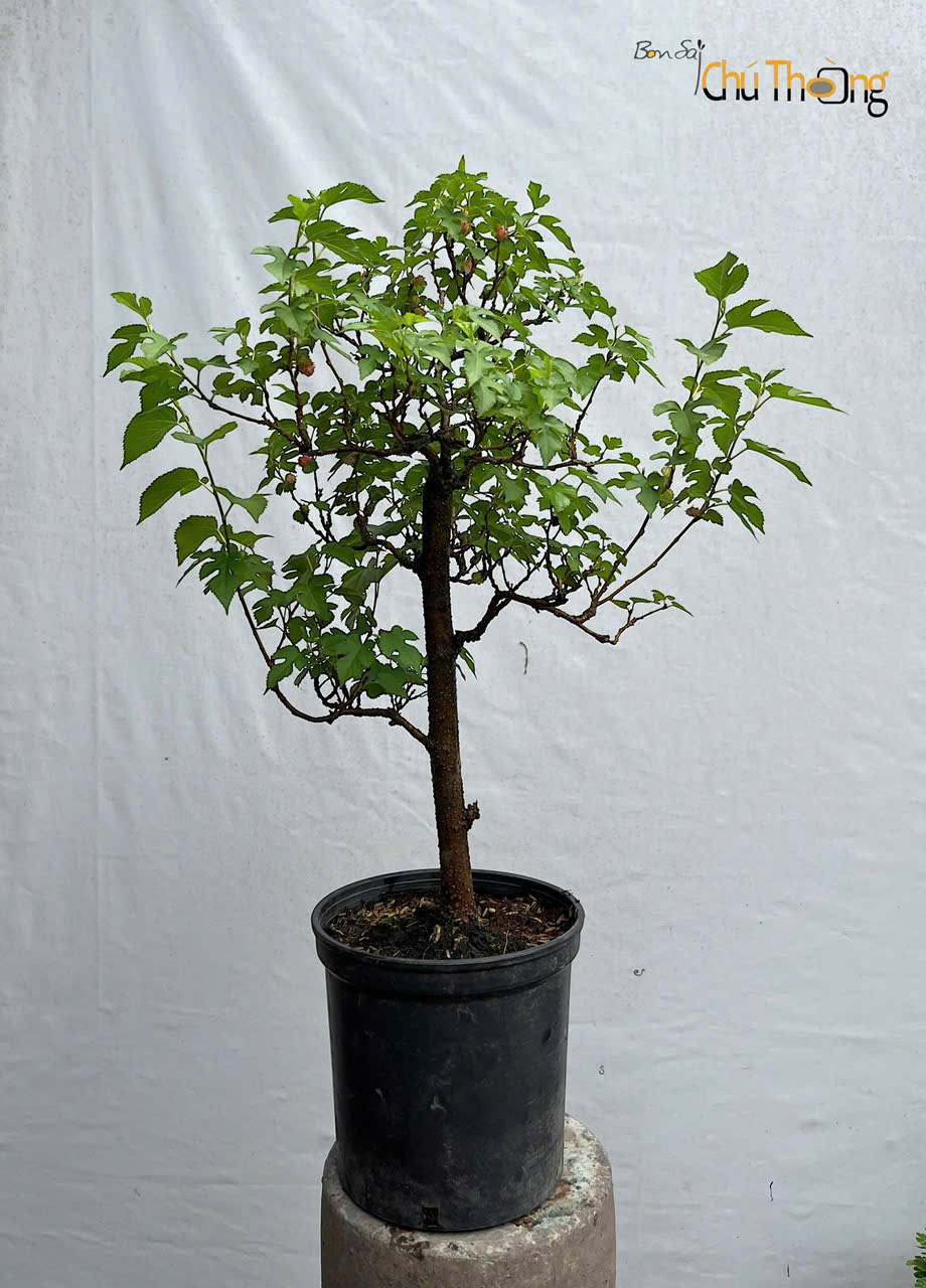 Dâu Tằm  Bonsai