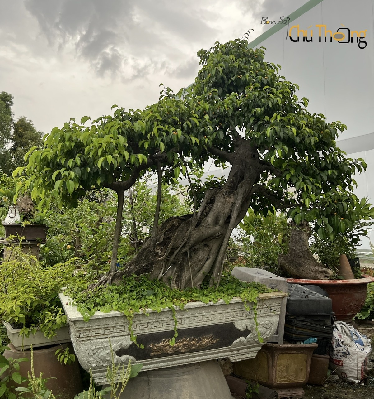 Sanh mỡ  Bonsai