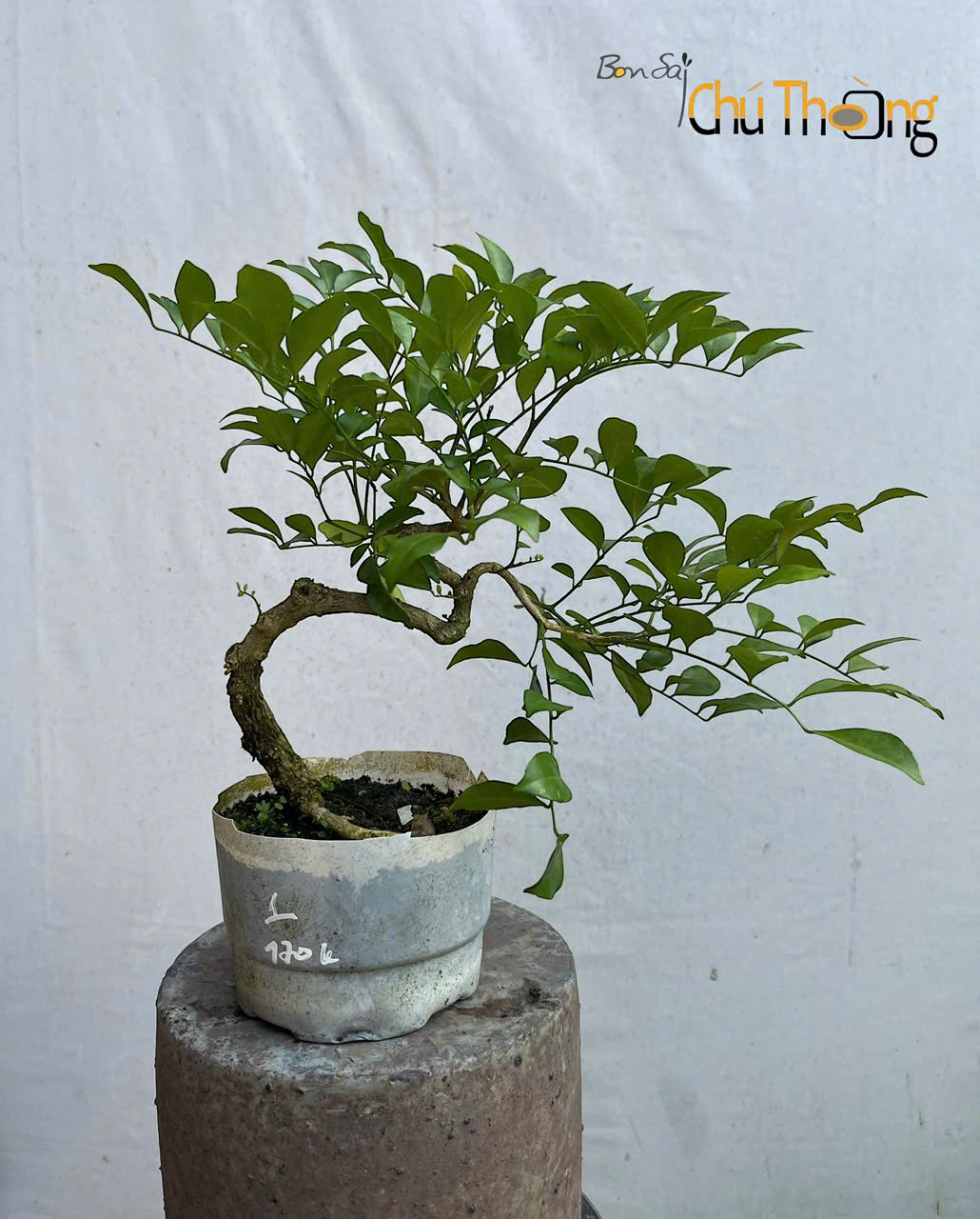 Nguyệt Quế Bonsai