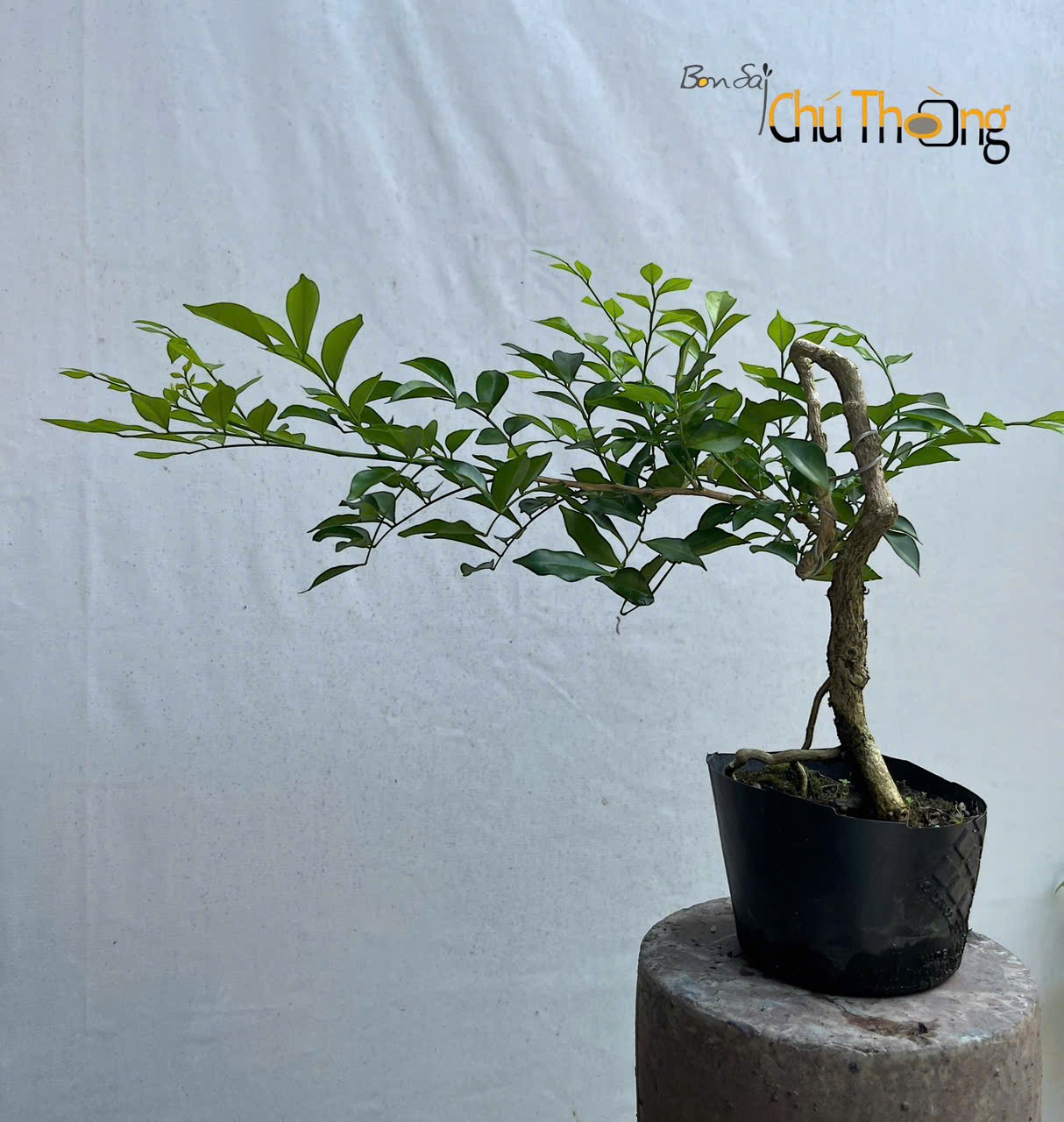 Nguyệt Quế Bonsai
