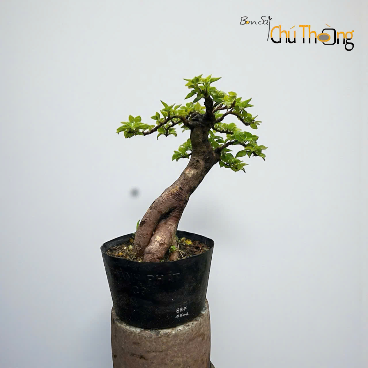 Bông giấy mỹ Bonsai