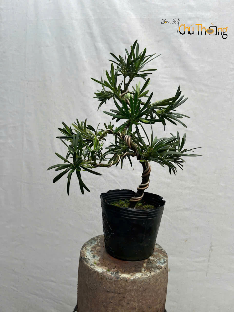 Vạn Niên Tùng Bonsai