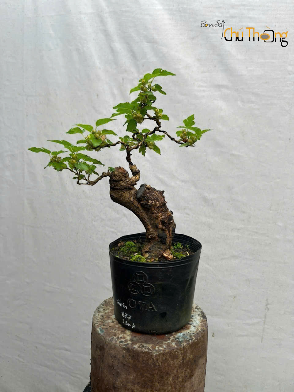 Dâu Tằm  Bonsai