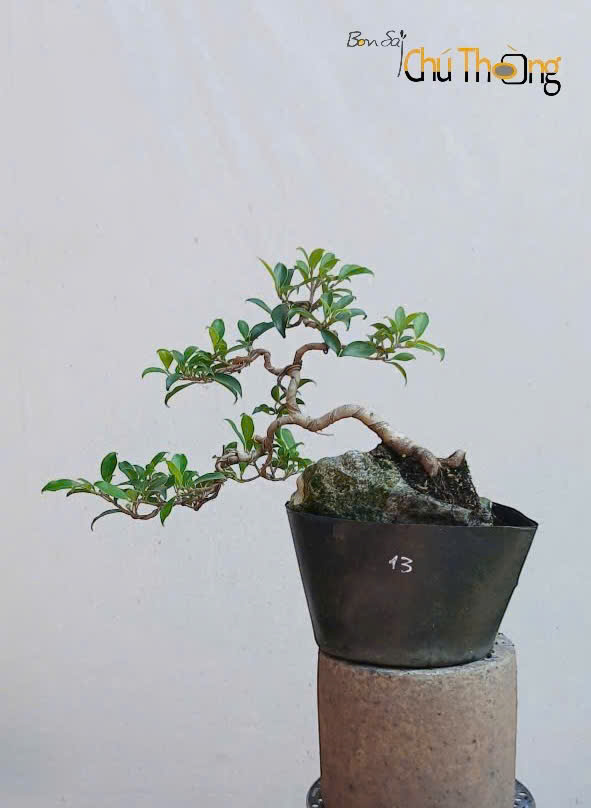Gừa Đài Loan Bonsai