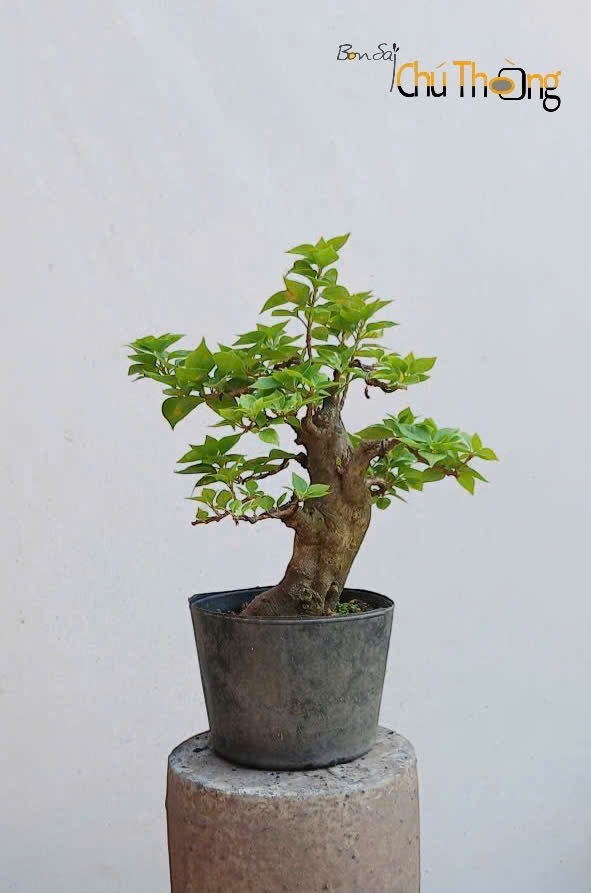Bông giấy mỹ Bonsai