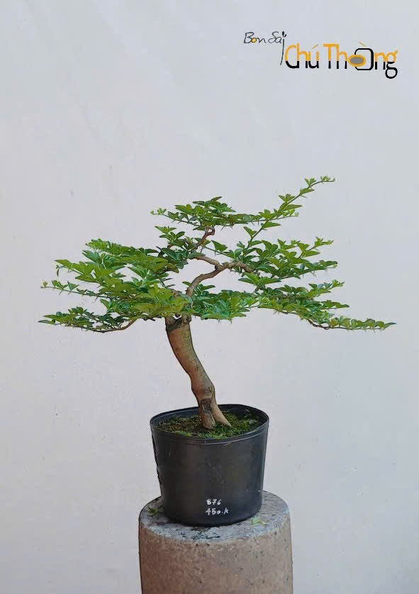 Kim Quýt Bonsai
