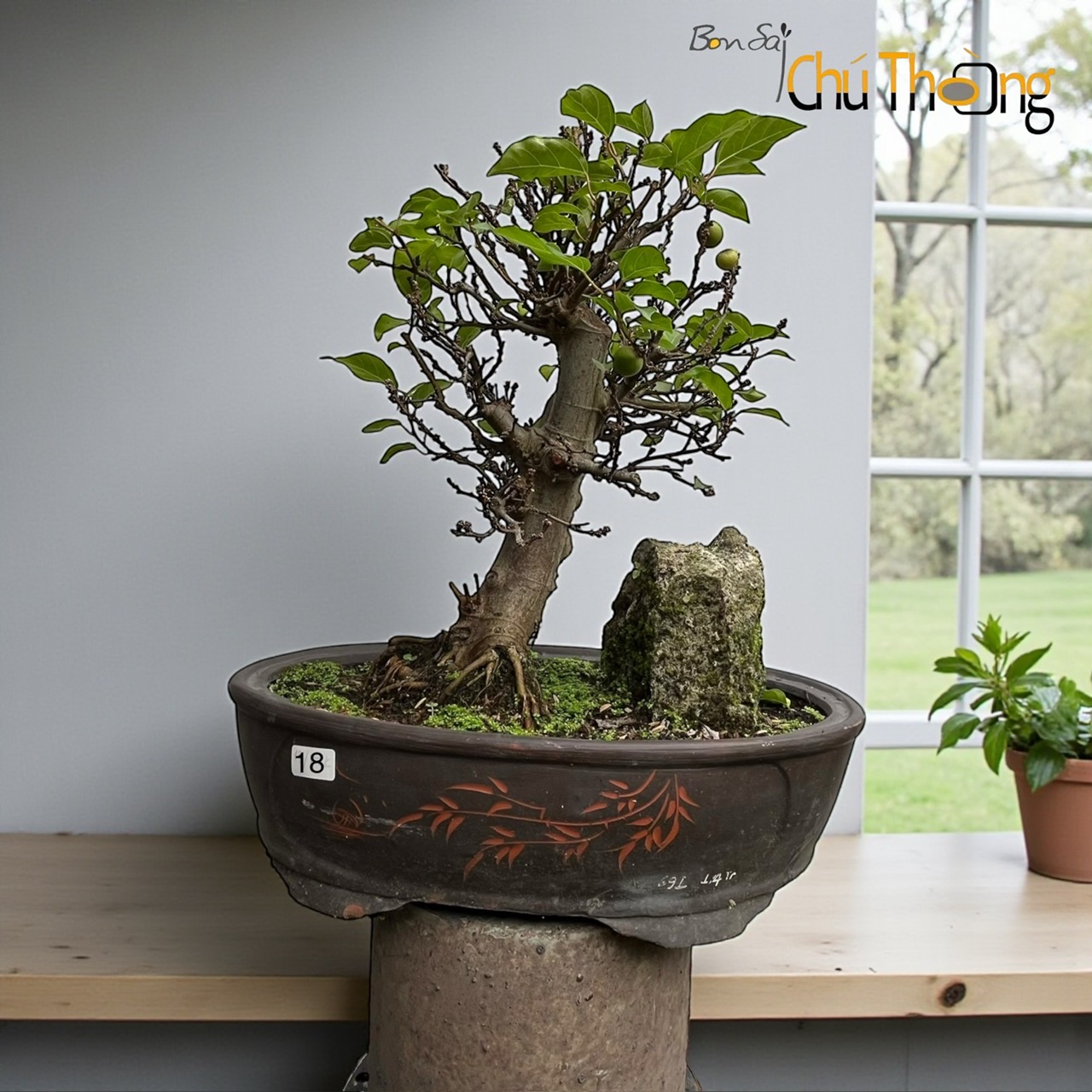 VƯỜN KIỂNG BONSAI CHÚ THÒONG