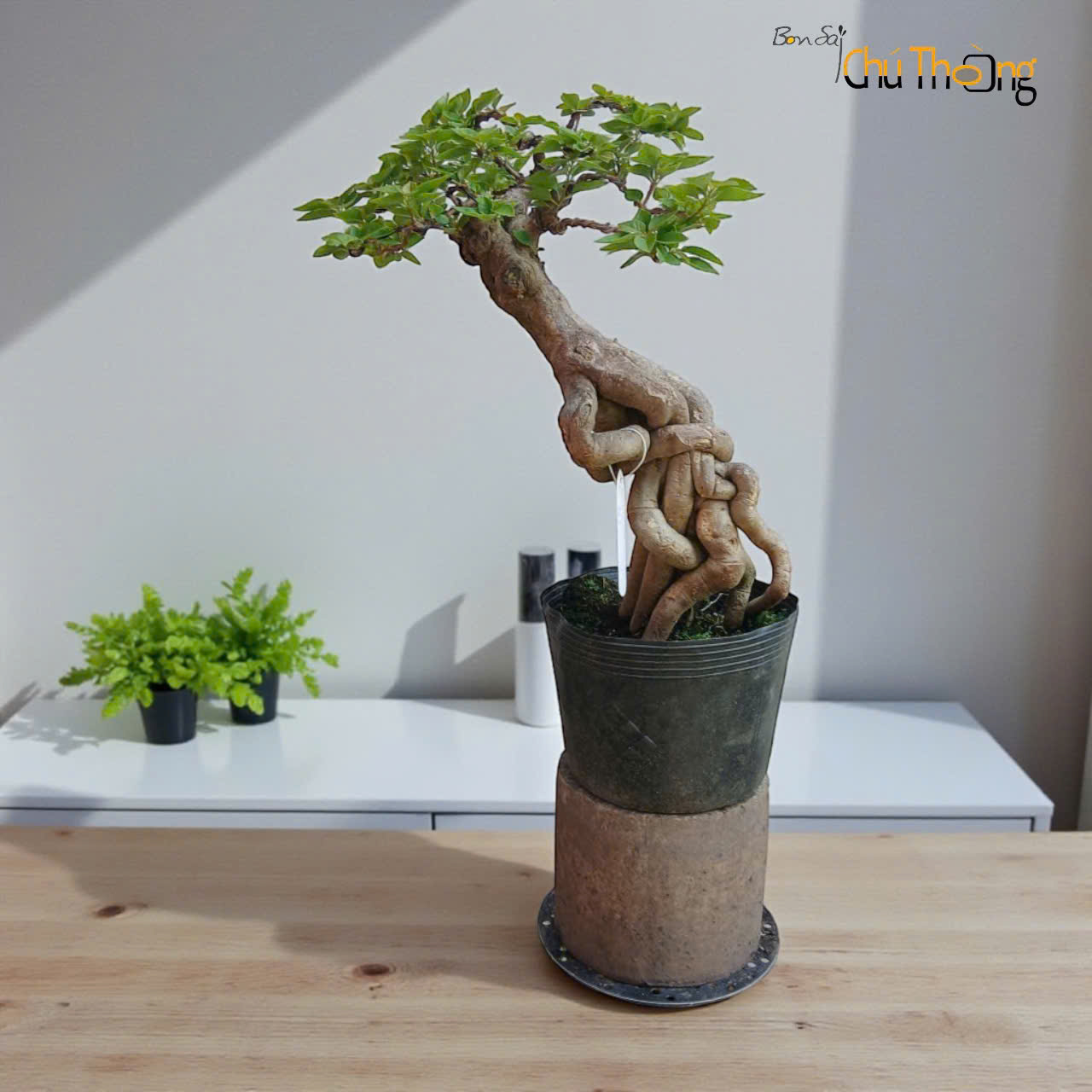 Hoa giấy Mỹ Bonsai