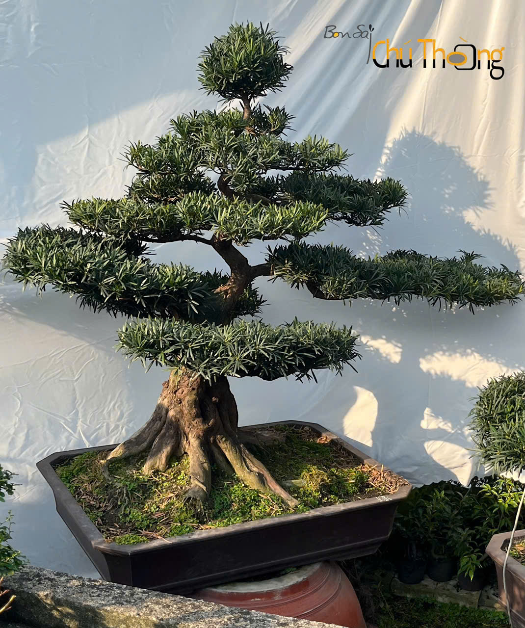 Vạn Niên Tùng Bonsai