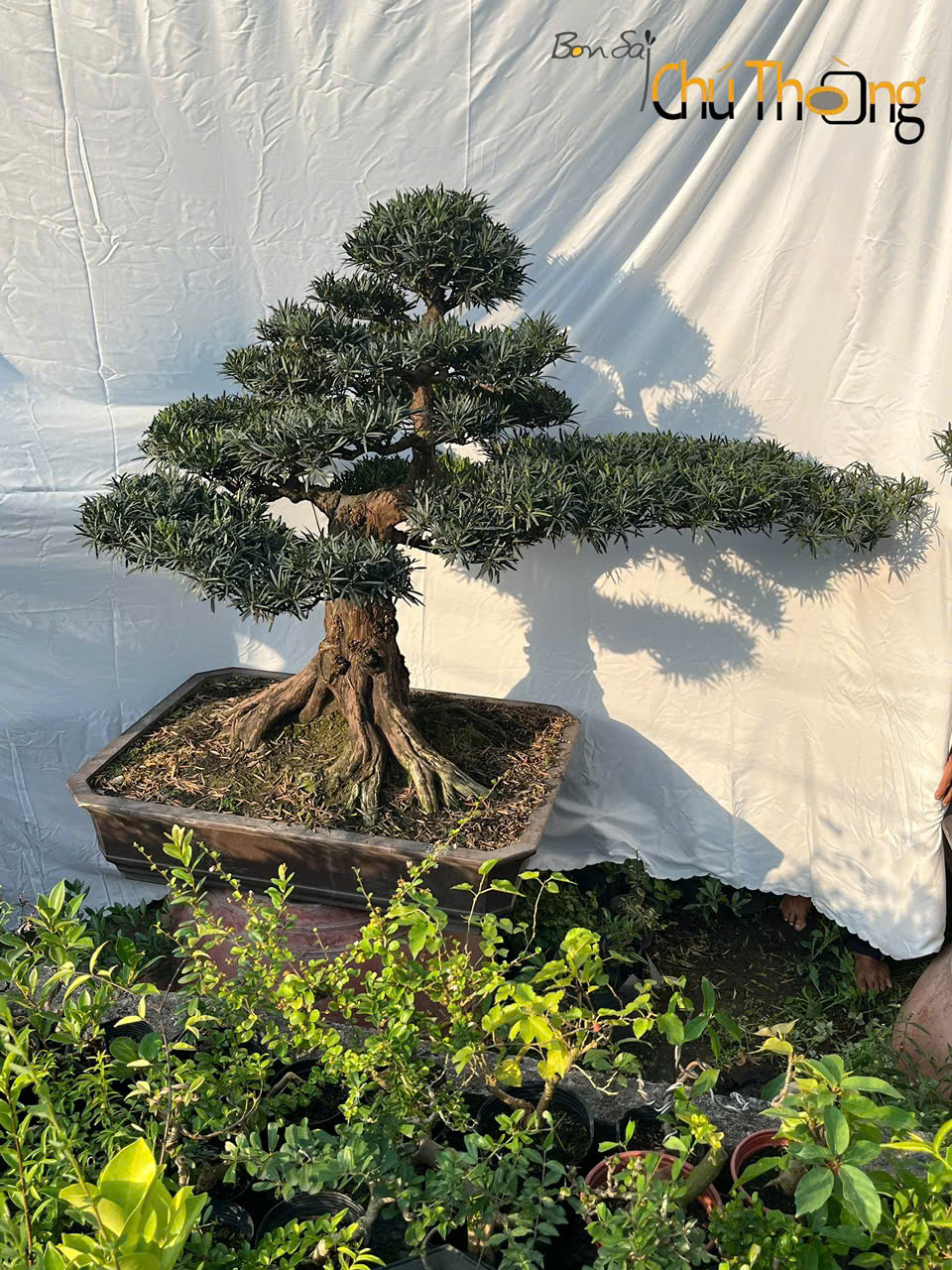 Vạn Niên Tùng Bonsai
