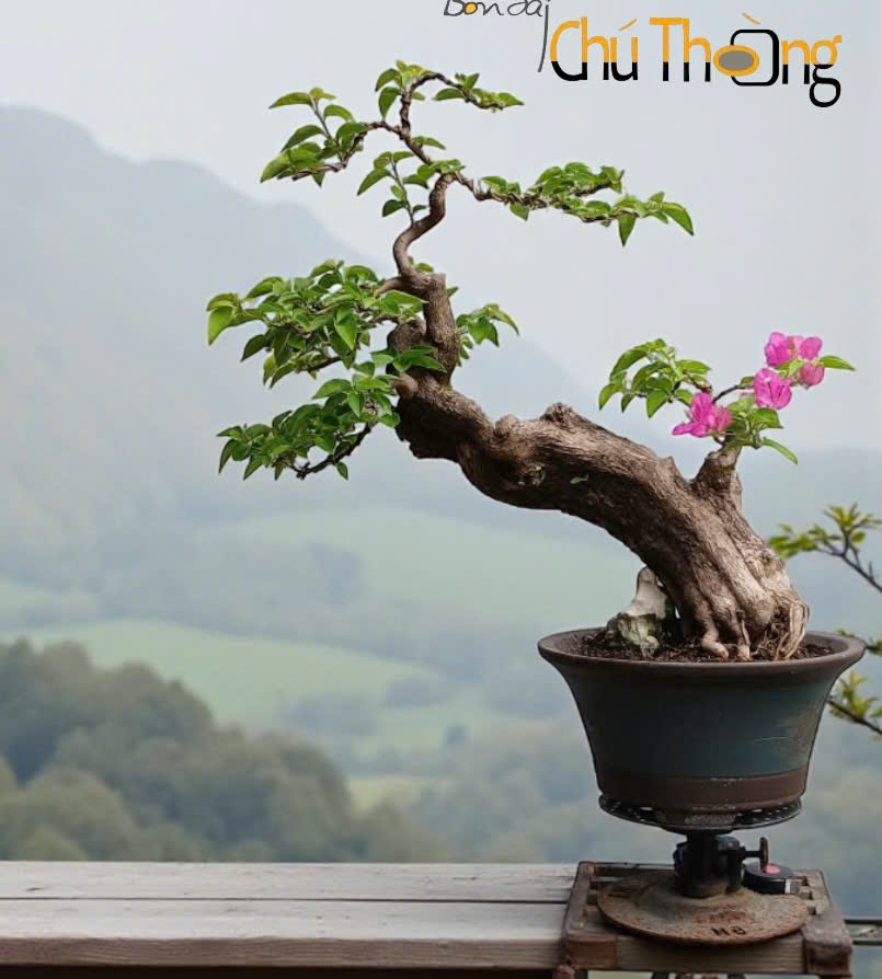 Hoa Giấy hồng  Bonsai