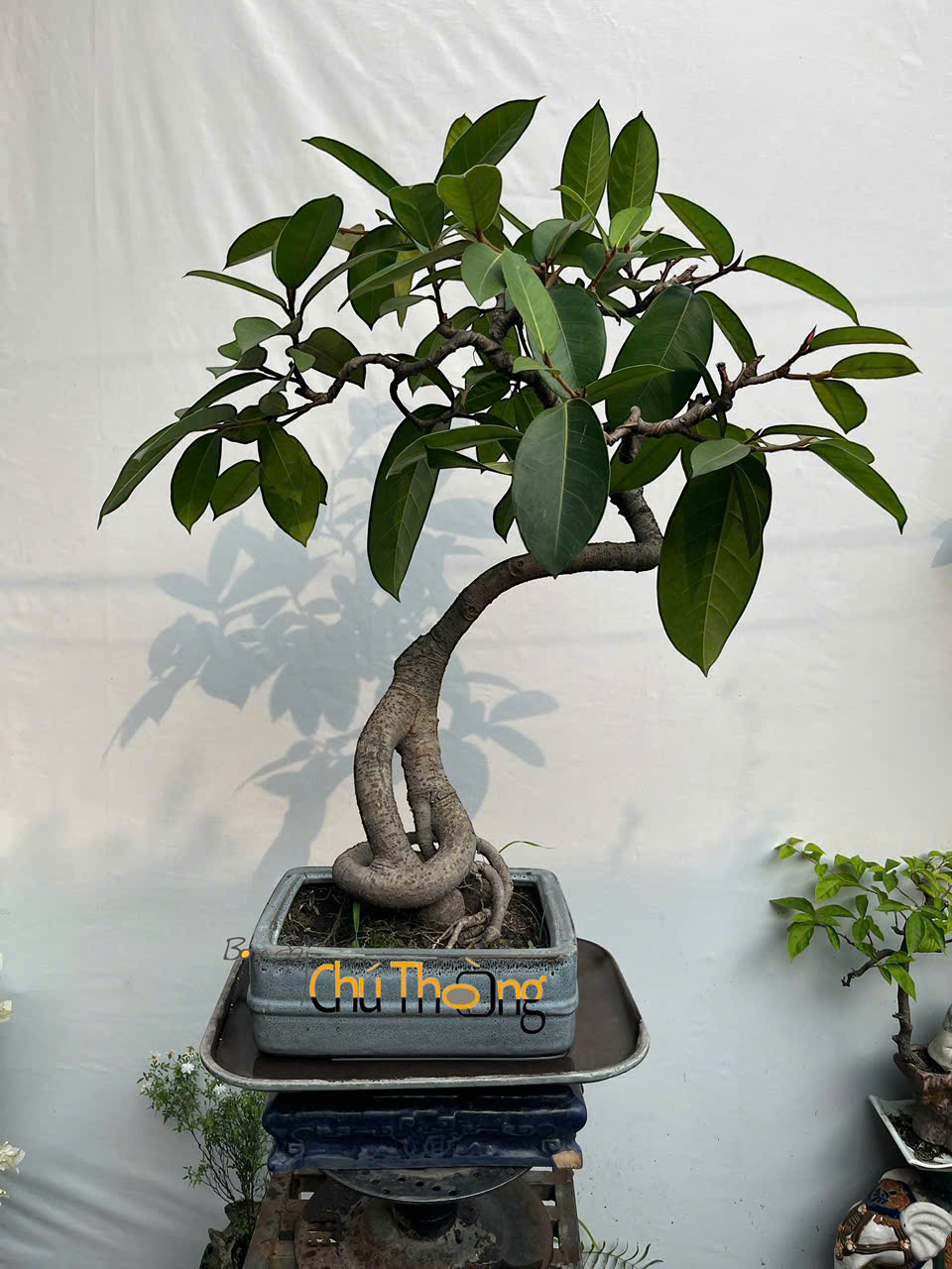 Cách chăm sóc cây Bonsai ngày Tết