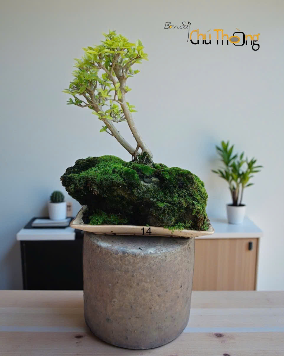 Mai chiếu thủy Bonsai