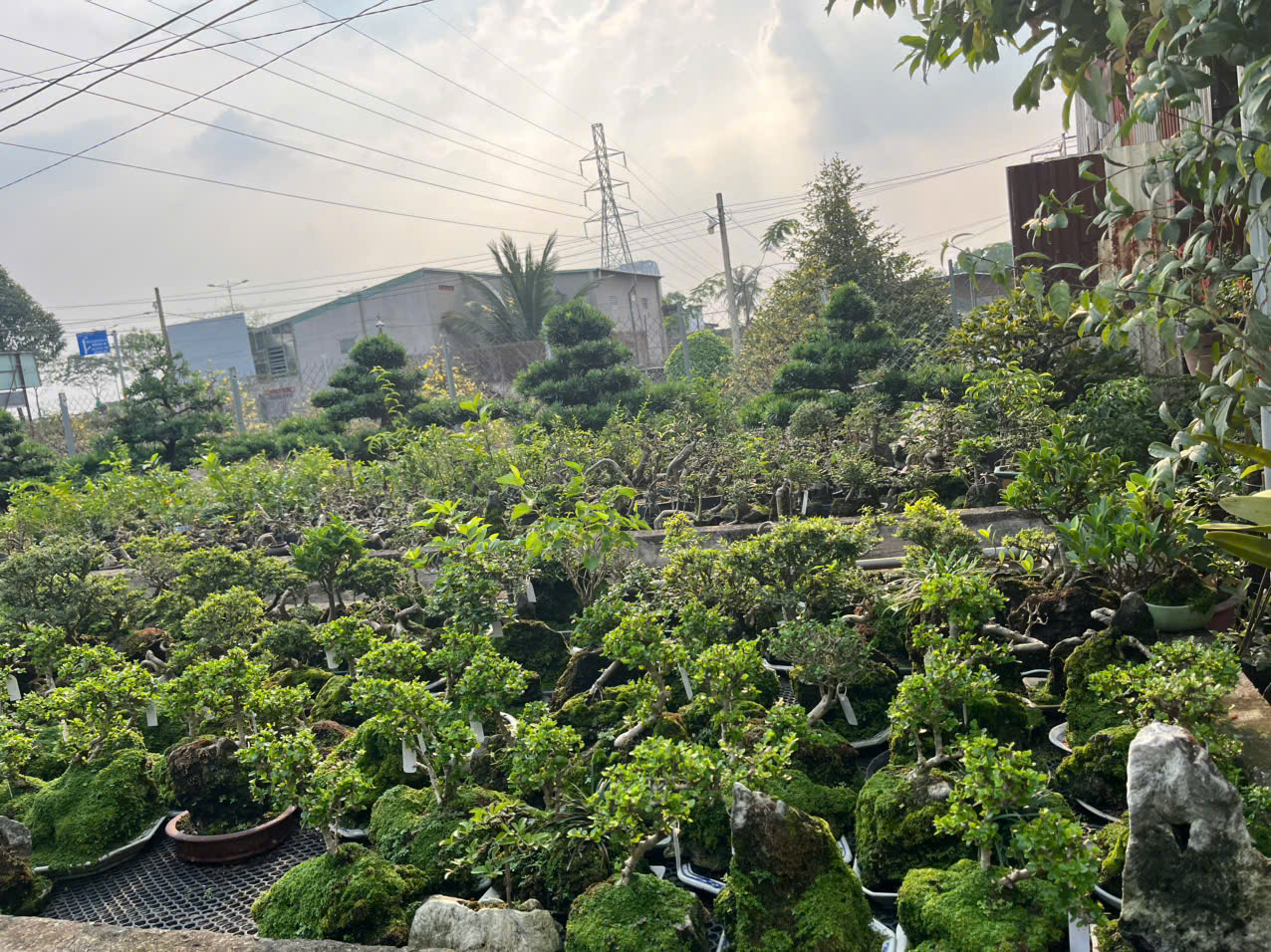 Bonsai dáng đẹp chơi Tết