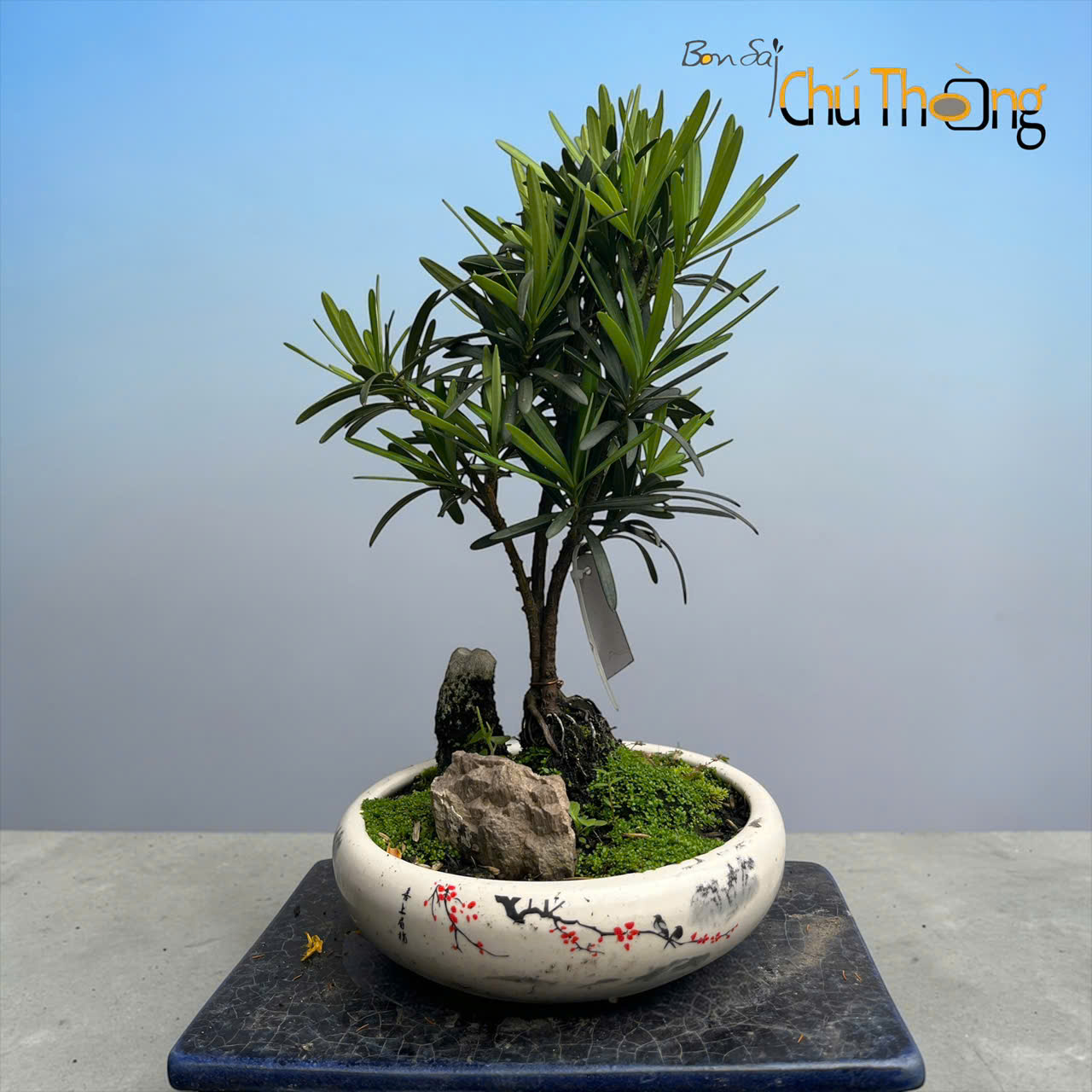 Vạn Niên Tùng Bonsai
