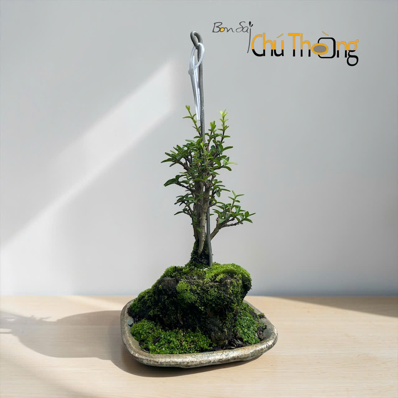 Mai chiếu thủy Bonsai