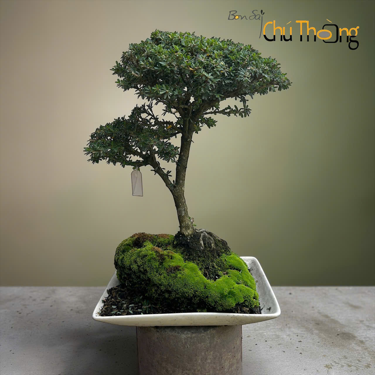 Linh Sam 86 Bonsai