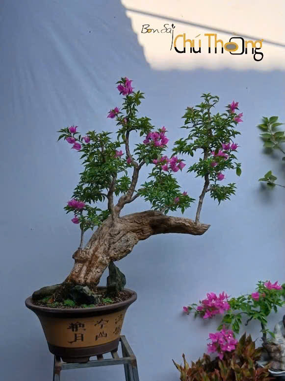 Hoa giấy  Vạn Hoa Lầu Bonsai