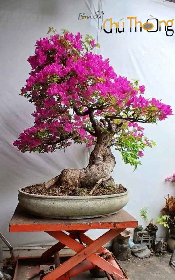 Ý nghĩa Hoa giấy trong Phong Thủy