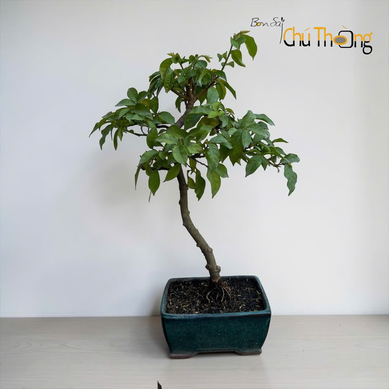 Chồi mồi Bonsai